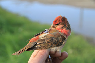 Bird migration strategies