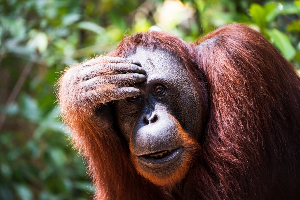 palm oil production destroying habitats