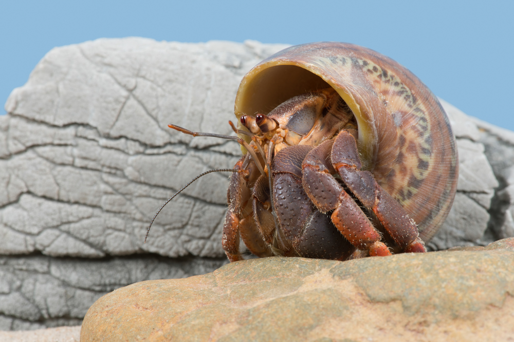 Caribbean Hermit Crab (Coenobita clypeatus)