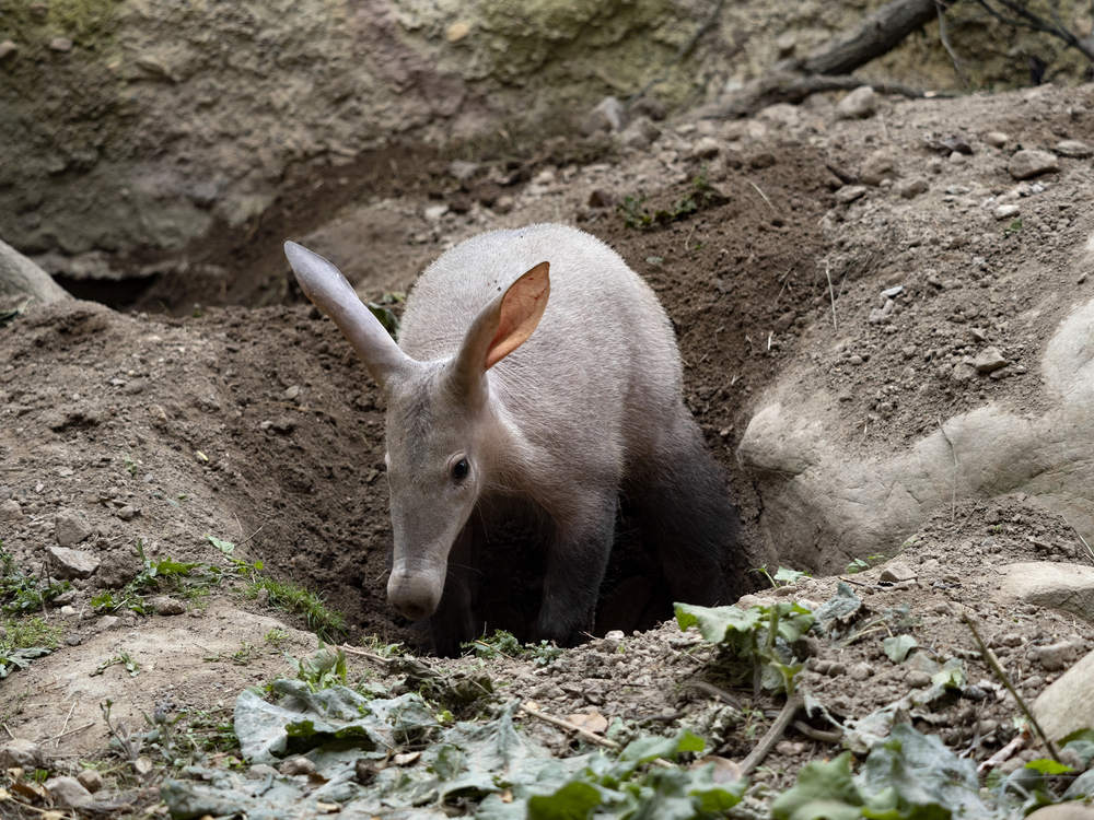 An Aardvark 