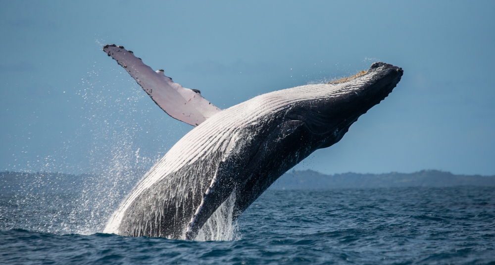 Humpback whale jumping out of the water. 