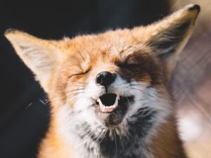 Cunning as a fox