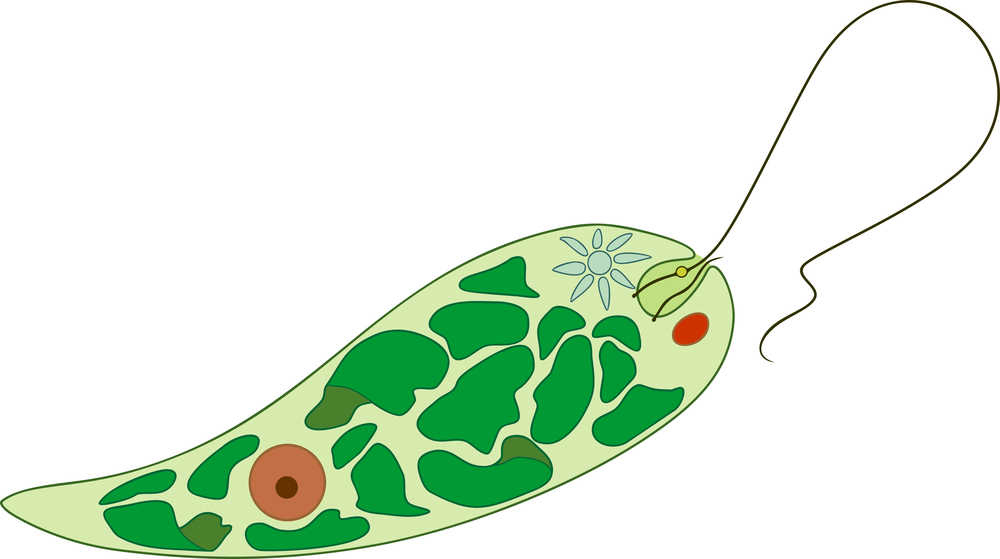 Euglena and nature's invention showing the red stigma (shield) and light-sensitive spot.