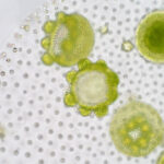 Volvox - green algae in pond water