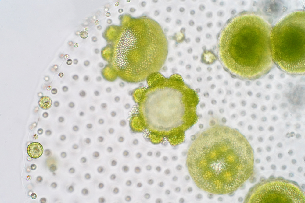 Volvox green algae are a clue to microscopic evolution