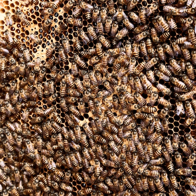 Bees prepare for winter