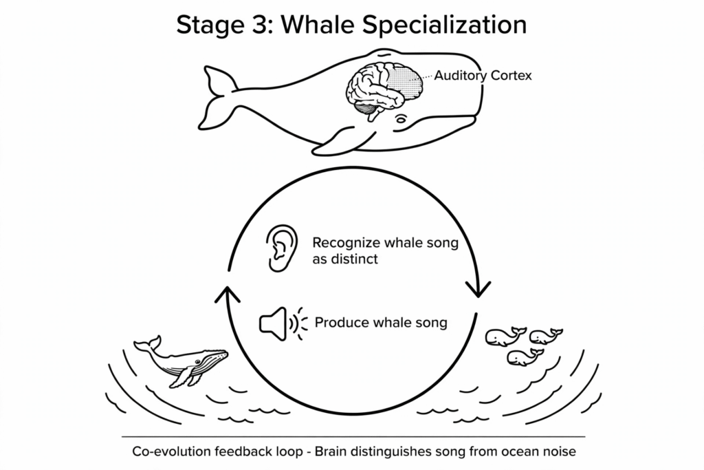 
Figure 2. Feedback loop driving the evolution of cognitive and vocalisation centres.