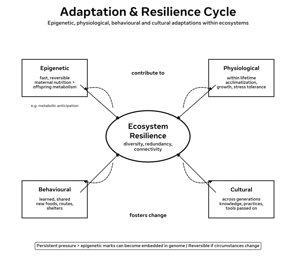 Adaptation and the cycle of resilience. Epigenetic, physiological, behavioural and cultural adaptations within ecosystems are important for biodiversity.