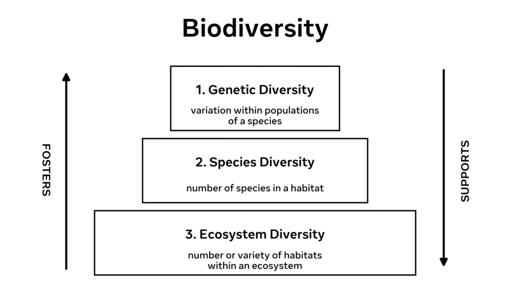 Diagram showing the three layers of ecosystem diversity.