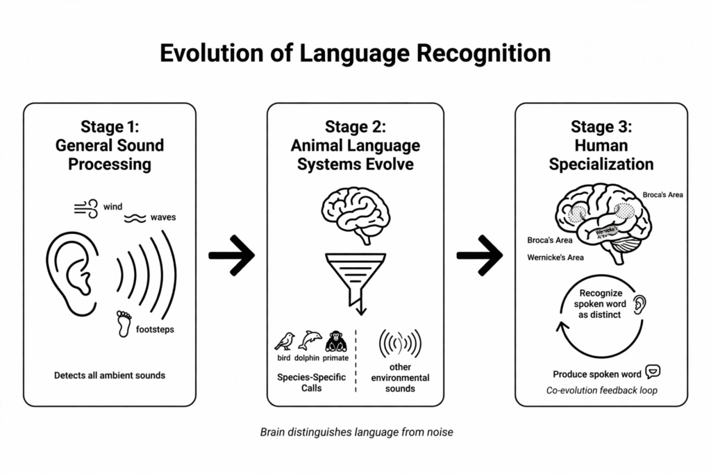 Figure 1. Understanding speech requires recognising that a sound is a spoken word or a meaningful vocalisation, distinct from ambient noise or other meaningful sounds. Such recognition must have evolved alongside the evolution of vocalisation and language. 
