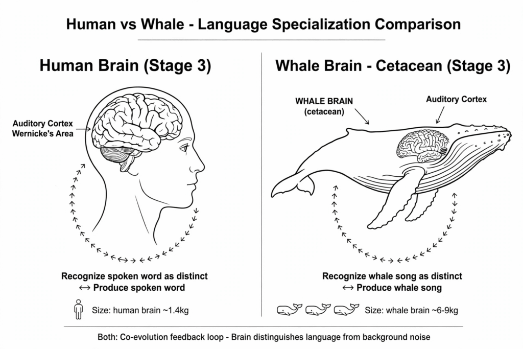 Figure 4. The language and speech centres in the human brain must have evolved alongside the development of speech. The large areas of the Whale's brain for speech recognition and cognition must also have evolved alongside vocalisation faculties. This relationship would have been a mutual driver of evolution, alongside the development of cultural organisation and behaviour. In that sense, these drivers give evolution directionality in which the organisms are agents. 
