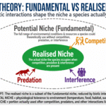 Diagram of the distinction between fundamental and realised niche.