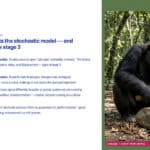 How organisms make choices. Chimpanzees use stones to crack nuts.