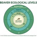 Nested funtionality in Ecological Intelligence